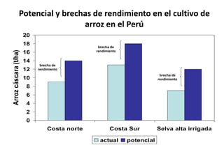 Situacion actual del mejoramiento genetico del arroz en America Latina y el Caribe caso Peru