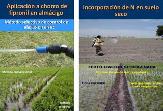 Situacion actual del mejoramiento genetico del arroz en America Latina y el Caribe caso Peru