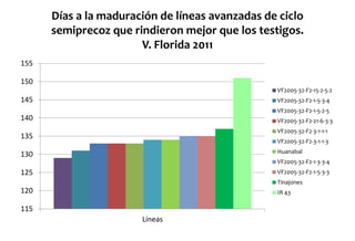 Situacion actual del mejoramiento genetico del arroz en America Latina y el Caribe caso Peru