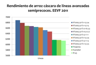Situacion actual del mejoramiento genetico del arroz en America Latina y el Caribe caso Peru