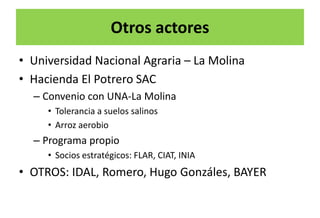 Situacion actual del mejoramiento genetico del arroz en America Latina y el Caribe caso Peru