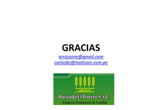 Situacion actual del mejoramiento genetico del arroz en America Latina y el Caribe caso Peru