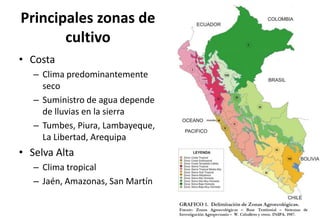 Situacion actual del mejoramiento genetico del arroz en America Latina y el Caribe caso Peru