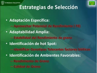 Situacion actual mejoramiento genetico arroz Panama