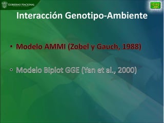 Situacion actual mejoramiento genetico arroz Panama
