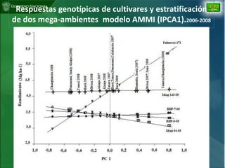 Situacion actual mejoramiento genetico arroz Panama