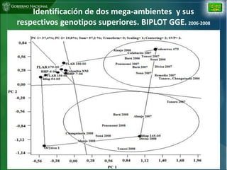 Situacion actual mejoramiento genetico arroz Panama