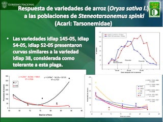 Situacion actual mejoramiento genetico arroz Panama