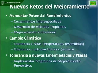 Situacion actual mejoramiento genetico arroz Panama