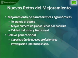 Situacion actual mejoramiento genetico arroz Panama