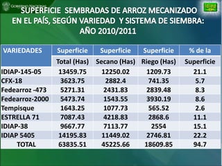 Situacion actual mejoramiento genetico arroz Panama