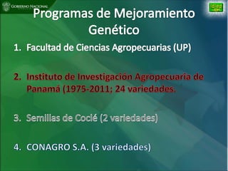 Situacion actual mejoramiento genetico arroz Panama