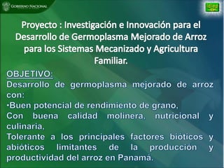 Situacion actual mejoramiento genetico arroz Panama