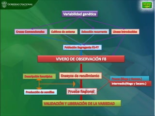 Situacion actual mejoramiento genetico arroz Panama