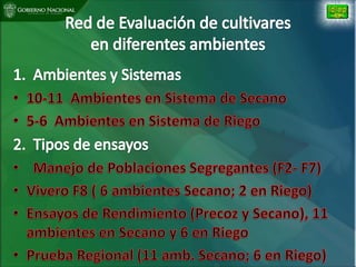 Situacion actual mejoramiento genetico arroz Panama