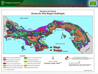 Situacion actual mejoramiento genetico arroz Panama
