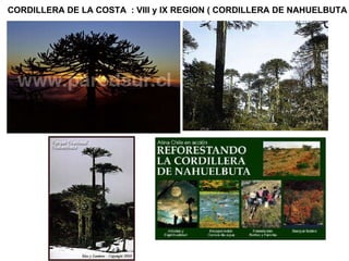 CORDILLERA DE LA COSTA  : VIII y IX REGION ( CORDILLERA DE NAHUELBUTA 