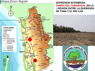 DEPRESION INTERMEDIA PAMPA DEL TAMARUGAL  EN LA I REGION ENTRE LA QUEBRADA DE TANA Y EL RIO LOA 