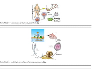 Fonte:http://www.brasilescola.com/upload/e/ascaristexto.jpg
_______________________________________________________________________________________________________________________
_______________________________________________________________________________________________________________________
Fonte:http://www.sobiologia.com.br/figuras/Reinos2/esquistossoma3.jpg
_______________________________________________________________________________
_______________________________________________________________________________
 
