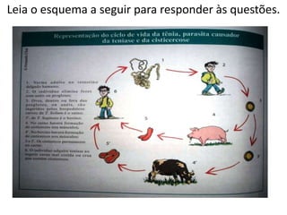 Leia o esquema a seguir para responder às questões.
 
