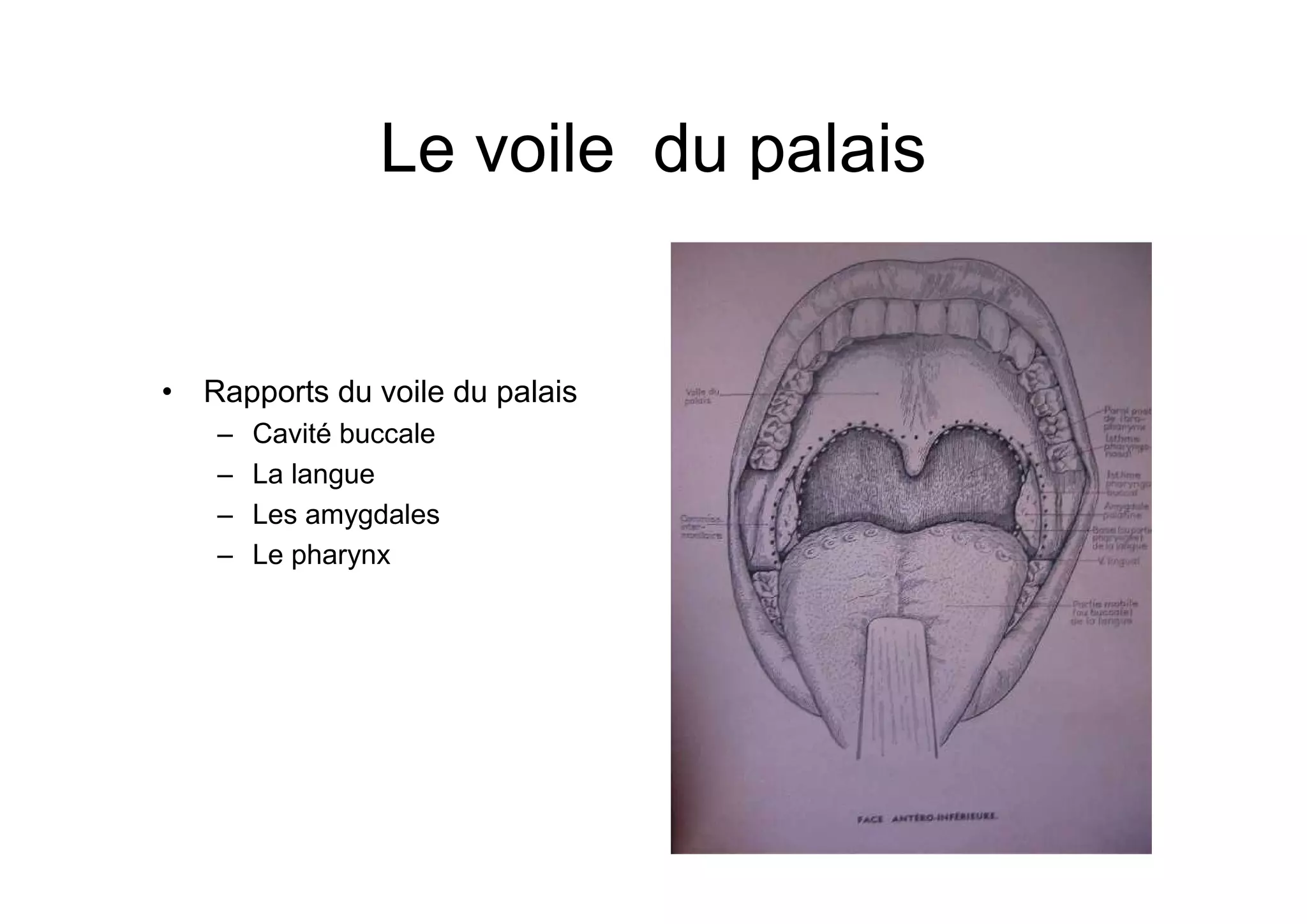 Voile Du Palais Irrité Douleur au palais symptômes, causes et — free download