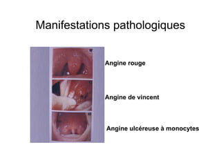 Situation anatomique | PDF