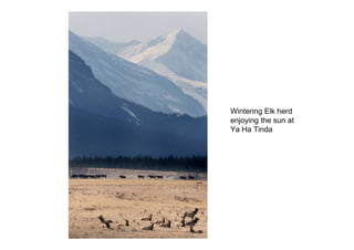 Wintering Elk herd
enjoying the sun at
Ya Ha Tinda
 