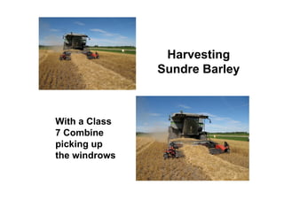 Harvesting
               Sundre Barley



With a Class
7 Combine
picking up
the windrows
 