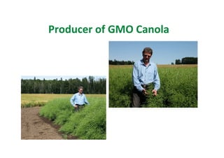 Producer of GMO Canola
 