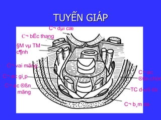 TUYẾN GIÁP
C¬ øc
®ßn chòm
TC d­ưíi da
C¬ b¸m da
C¬ dµi cæ
C¬ bËc thang
§M vµ TM
c¶nh
C¬ vai mãng
C¬ øc gi¸p
C¬ øc ®ßn
mãng
 