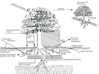 Agroforestry | PPT