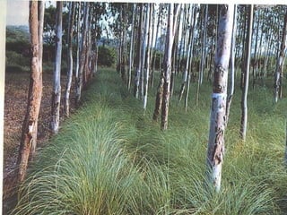 Agroforestry | PPT