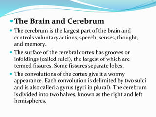Centeral nervous system | PPTX