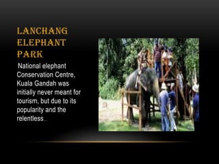 LANCHANG
ELEPHANT
PARK
National elephant
Conservation Centre,
Kuala Gandah was
initially never meant for
tourism, but due to its
popularity and the
relentless…
 
