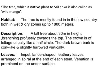 Halaba Tree A Silvicultural Glance on Matara district | PPTX