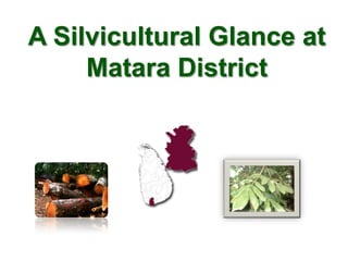 A Silvicultural Glance at  Matara District 
