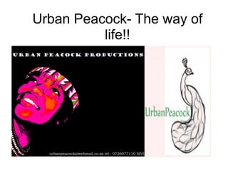 Urban Peacock- The way of
          life!!
 