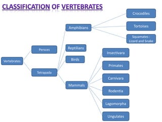 Reptilians
Persces
Insectivara
Ungulates
Lagomorpha
Rodentia
Carnivara
Primates
Squamates :
Lizard and Snake
Tortoises
Crocodiles
Mammals
Tetrapada
Vertebrates
Amphibians
Birds
 
