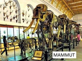 MAMMUT
 