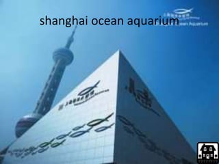 shanghai ocean aquarium
 