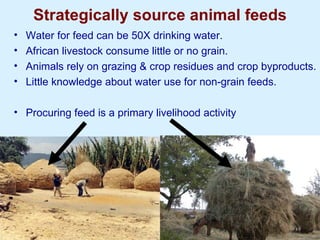 Improving livestock water productivity to help satisfy future human dietary requirements in developing countries