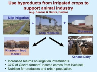 Improving livestock water productivity to help satisfy future human dietary requirements in developing countries