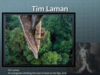 Tim	
  Laman	
  
Tim	
  Laman	
  
An	
  orangutan	
  climbing	
  the	
  tree	
  to	
  feed	
  on	
  the	
  ﬁgs,	
  2016	
  
 