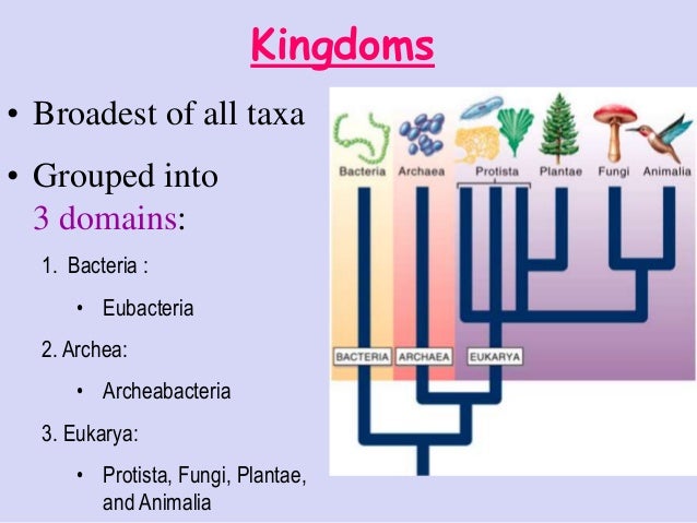domains and kingdoms