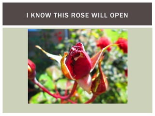 I KNOW THIS ROSE WILL OPEN
 