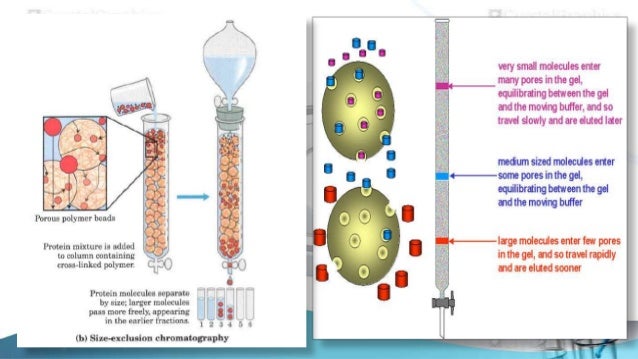 size exclusion chromatography 7 638 jpg cb 1384514659 size exclusion chromatography