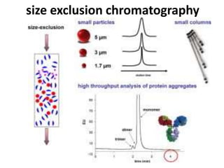 size exclusion chromatography 
 