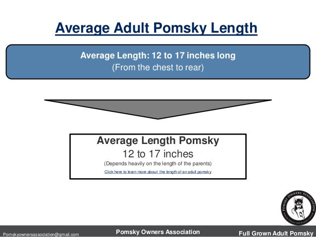 pomeranian husky grown weight the size of a grown pomsky pomeranian husky pomeranian husky grown weight the size of a grown pomsky pomeranian husky