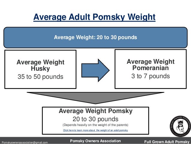pomeranian husky grown weight the size of a grown pomsky pomeranian husky pomeranian husky grown weight the size of a grown pomsky pomeranian husky