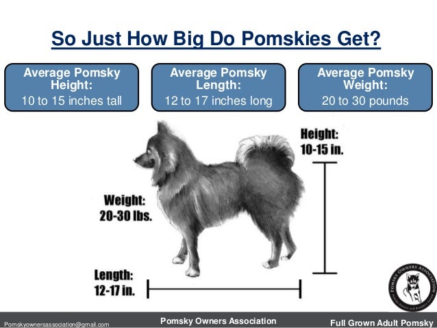 pomsky size